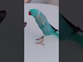 Zeus has plenty to offer #bird #birdshorts #love #dance #viralvideo #cutebirds #petparrot #trending