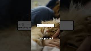 Aww! Cats and wives - the ultimate cuddle buddies. Aww! Cats and wives - the ultimate cuddle buddies.