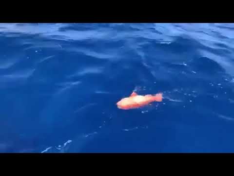 Pending World Record Coralgrouper