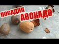 Как посадить авокадо дома как вырастить авокадо avokado at home