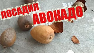 Как посадить авокадо дома как вырастить авокадо avokado at home