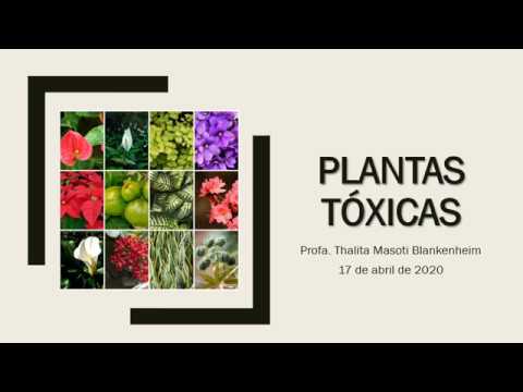 Vídeo: Fluoroacetato Em Plantas - Uma Revisão De Sua Distribuição, Toxicidade Para Animais E Desintoxicação Microbiana