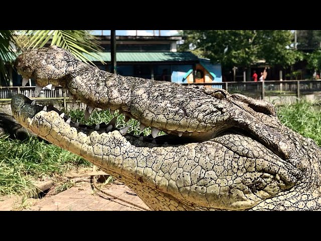 Lyle the Nile Crocodile meets Tony Baker Comedy! class=