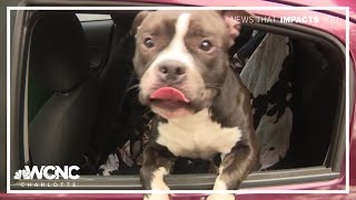 Clear the Shelters 2025: Fur-ever families and foster homes step up in Charlotte!