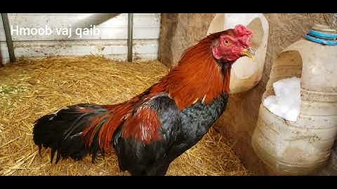 Thaij kuv tus qaib manideng mix qaib aseel rau peb cov phooj ywg tau saib.