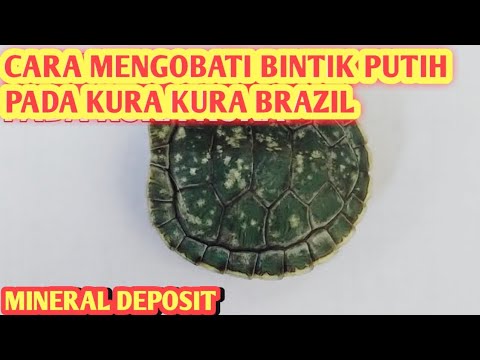 Cara mengobati bintik putih pada tempurung kura kura brazil