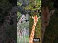 【東山動植物園公式】日暮れから夜へ～アミメキリン～2026東山動植物園ナイトZOO（ナイトズー）～《 ゴマフアザラシ　アザラシ 》 #short