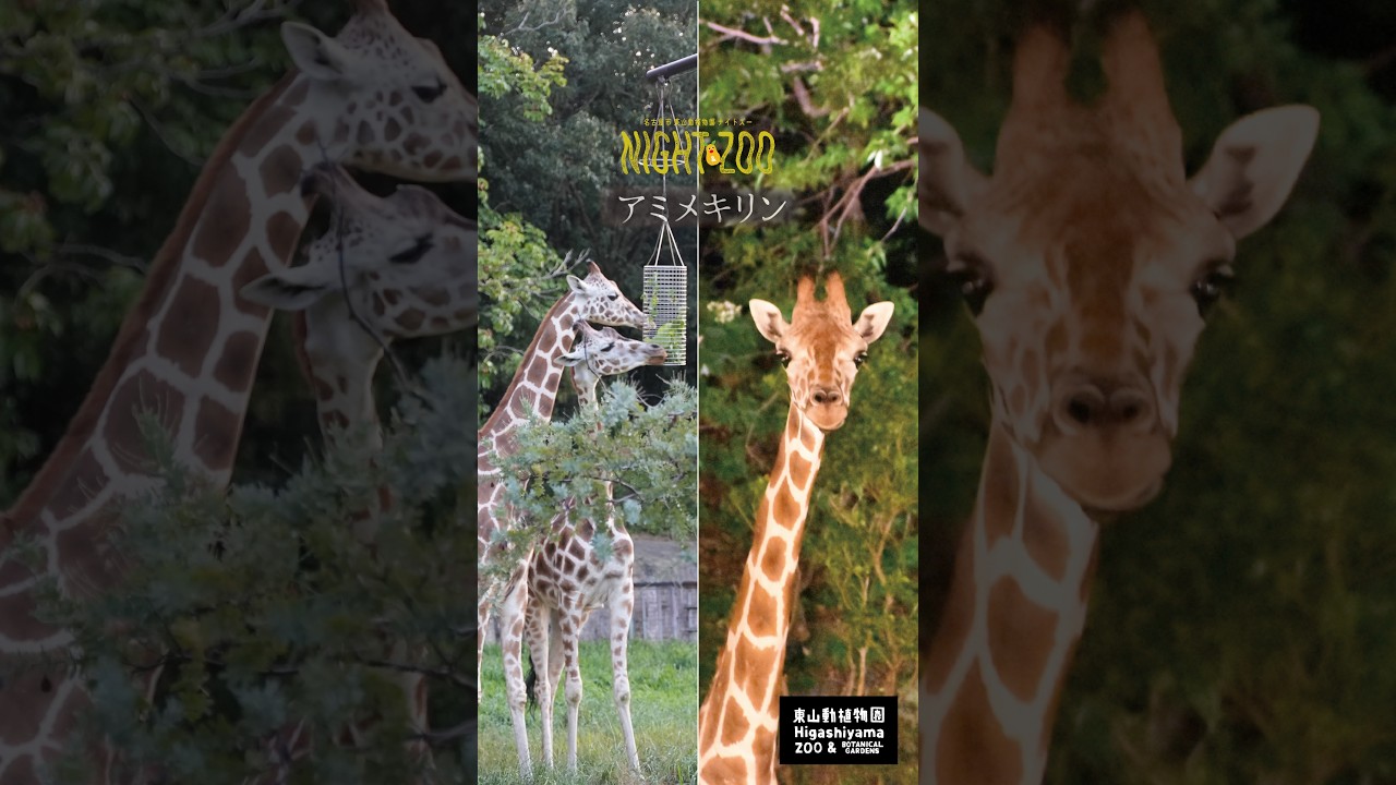 【東山動植物園公式】日暮れから夜へ～アミメキリン～2026東山動植物園ナイトZOO（ナイトズー）～《 ゴマフアザラシ　アザラシ 》 #short