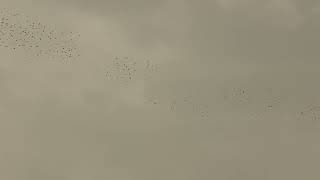 Wood Pigeon migration high over Poole Harbour this AM - 06/11/23 by birdsofpooleharbour 377 views 6 months ago 26 seconds