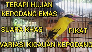 Terapi hujan Kepodang emas,variasi suara Kepodang Memanggil