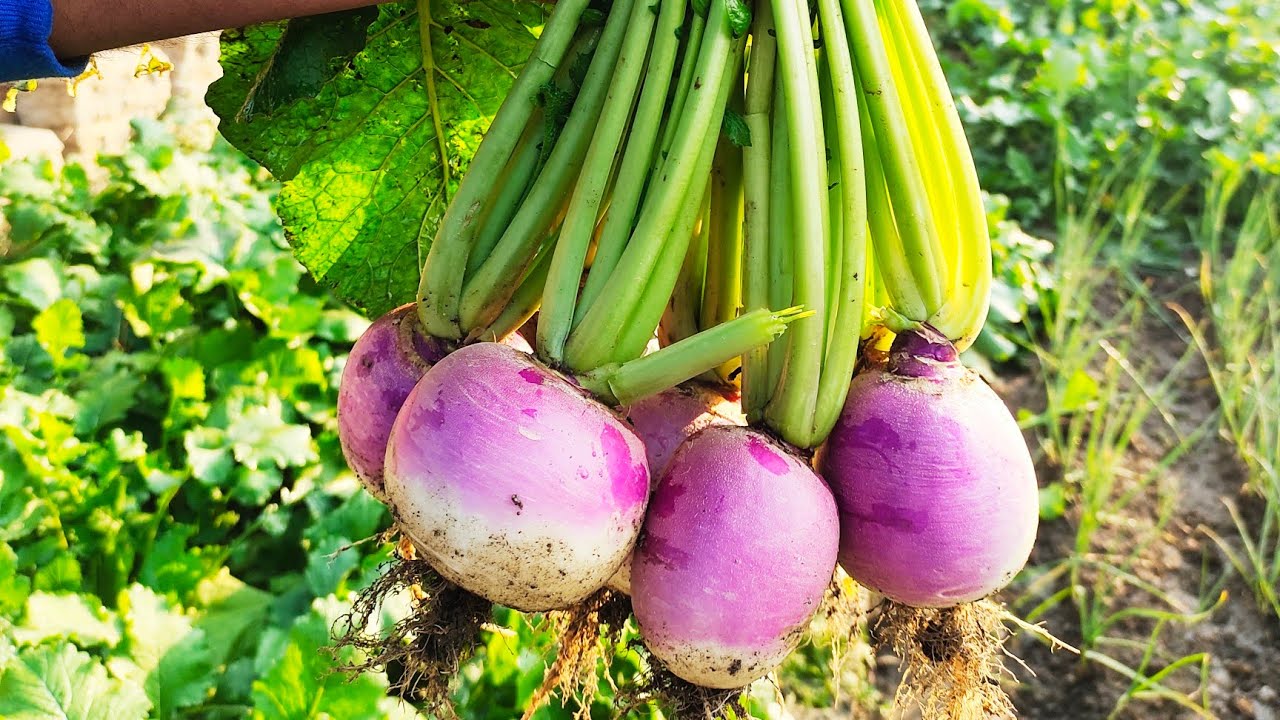 How To Grow Turnip In Raise Cultivation of Turnip YouTube