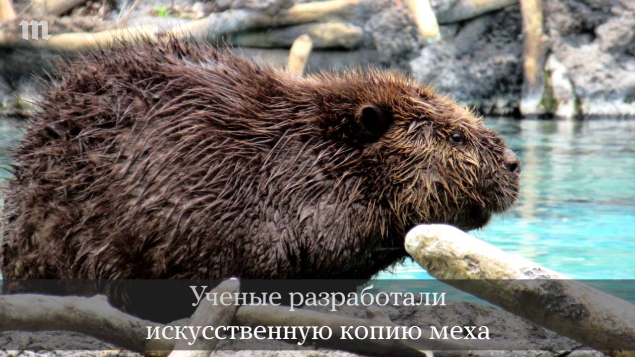Бобры погрызли машину Бобры погрызли машину