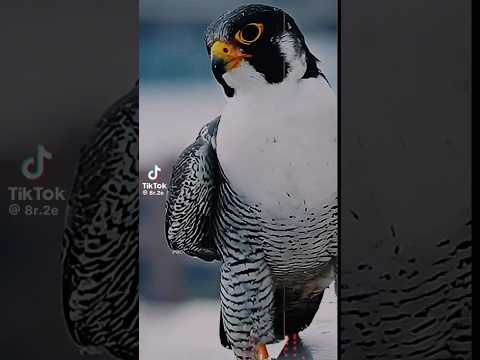 لاتزعل حالك