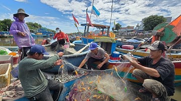 Giật mình với cá nục tươi óng ánh, óc nhảy 50k nhộn nhịp chợ cá Thanh Hải sầm uất ở Phan Thiết