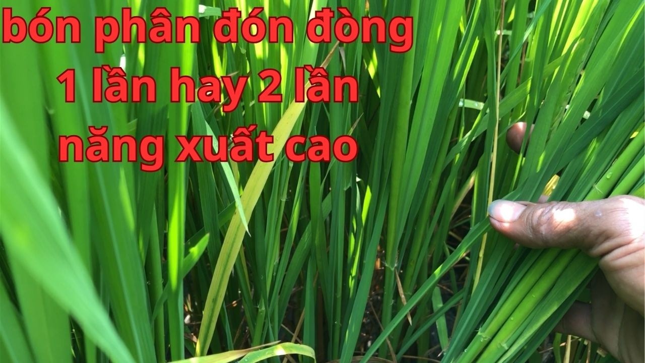 kinh nghiệm, bón phân, đón đòng, 1 lần hay 2 lần, 10 bông như ý