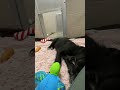 Puppy play. Watch his adorable play towards the end! Cuteness Overload. munciearf.com #puppy #adopt