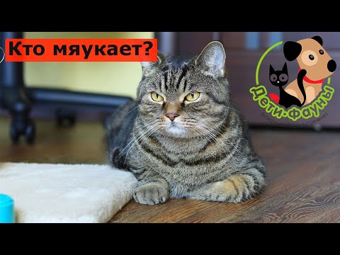 Почему мяукает кошка? Частые причины и что можно сделать самостоятельно (если нужно что-то делать)