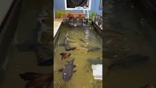 FEEDING our Massive Tiger Shovelnose Hybrid Catfish Frozen Krill! 🦐🐅🎣🐟 #MonsterFish #GiantFish"