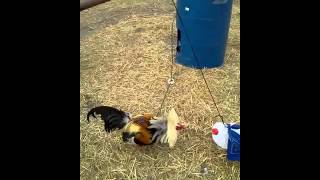 Gamecock Extreme