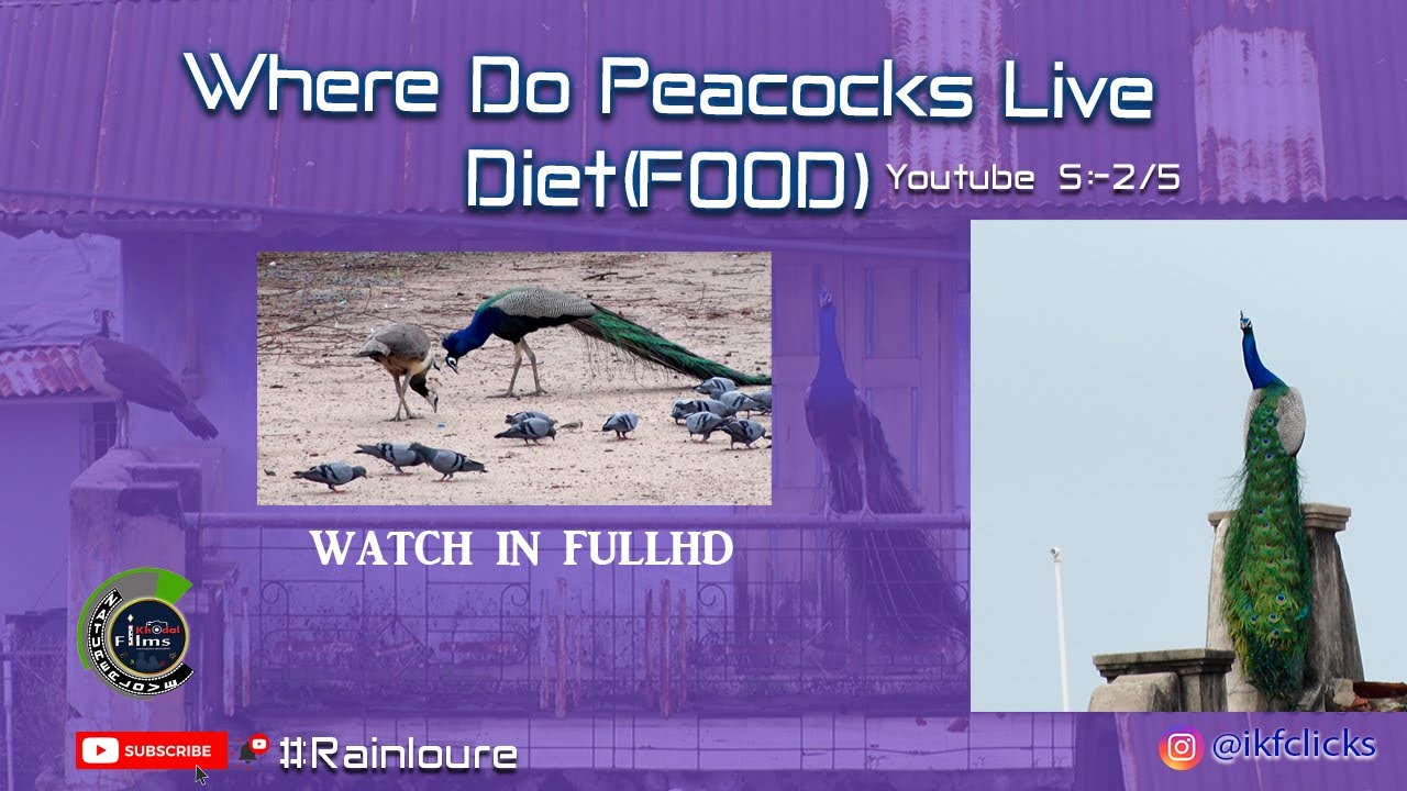 Where Do Peacocks Live & Diet (FOOD) PEACOCK DETAILS INFO Youtube