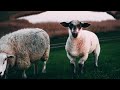 music with sheep