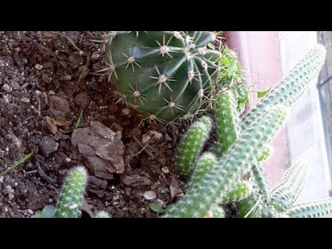 Kakts bakm kakts oaltm videolar - YouTube