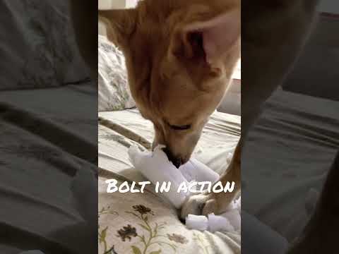 Bolt in action 🙄 #bolt #dog #dogs #doglovers #viraldogvideos