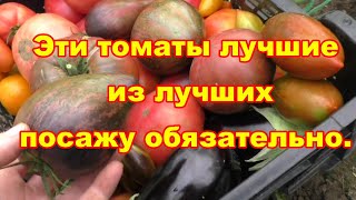 Эти лучшие  томаты посажу обязательно и покажу почему