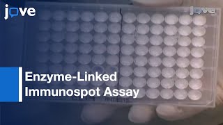 ELISPOT: Th-1 Cellular Immune Responses Against Microbial Antigens l Protocol Preview