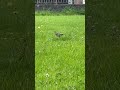Thrush in lucan looking for worms and insects