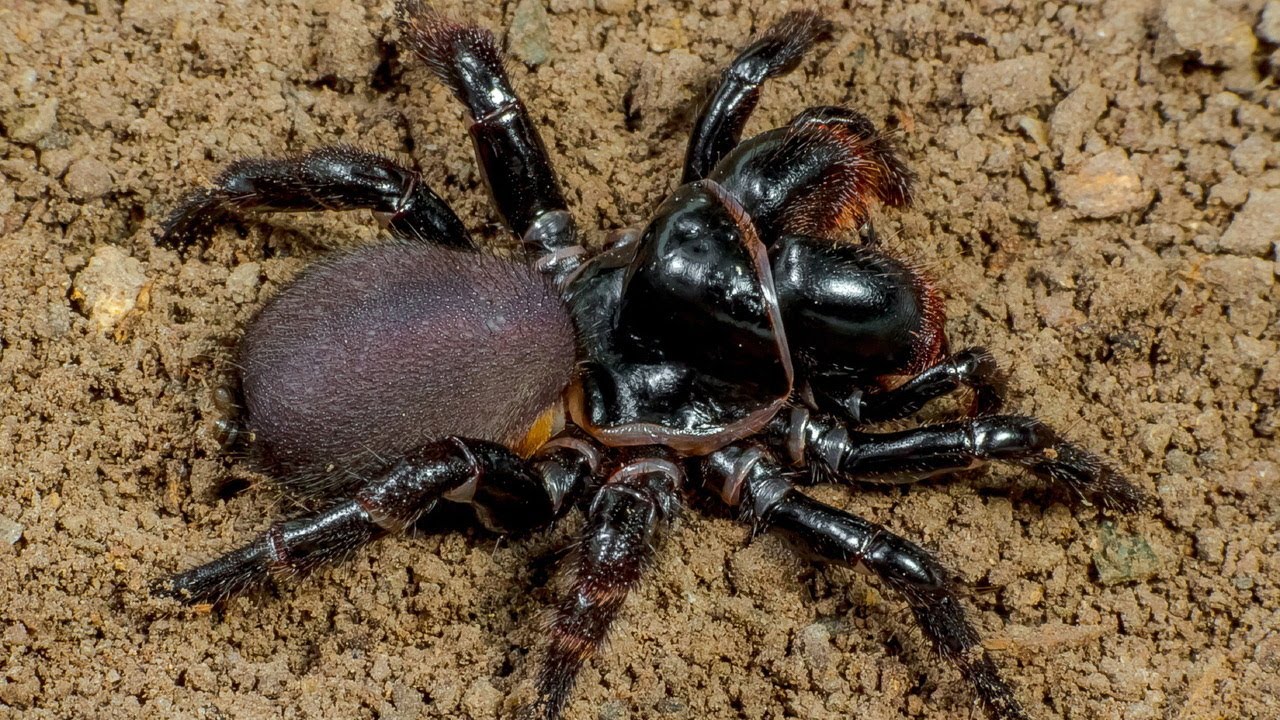 What is the Temperament of a Missulena Spider?🕷️