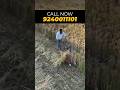 Balwaan PR-700 2-in-1 Machine 🚜🌾 | Harvesting + Weeding in One | Save Time & Cost