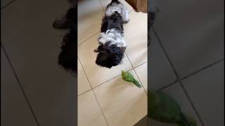 Caring shortsfeedshortviralfypviralfyppagefypppppppppppp