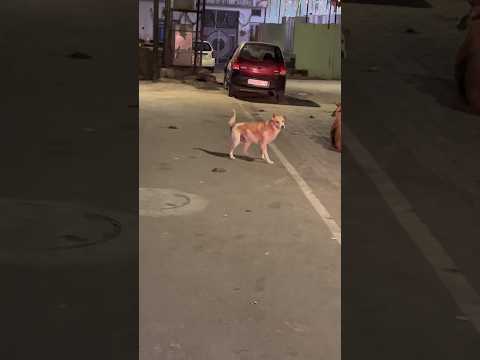 Dogesh bhai kaise so raha hai road par 😂 | sourshy | #dog