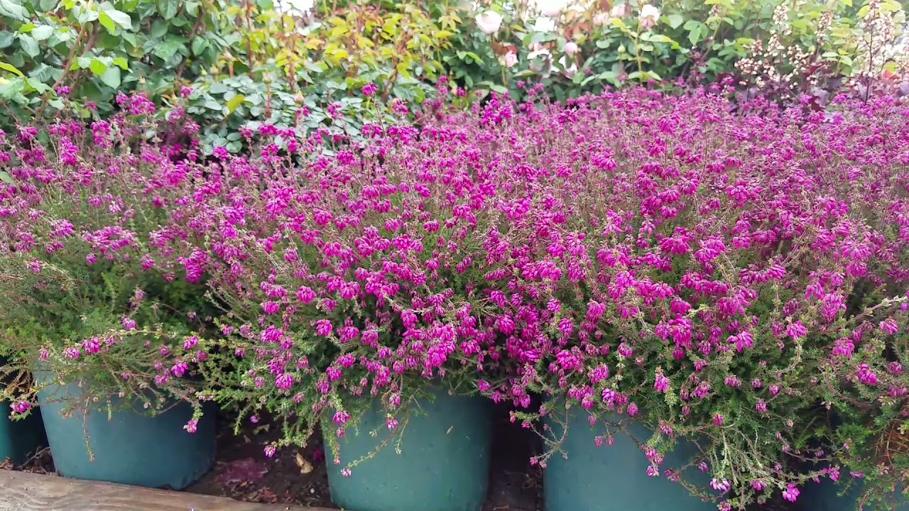 Erica cinerea 'C.D. Eason' (Bell Heather) - Beautiful Compact, Evergreen Mounds Of Color