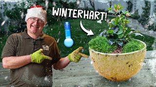 This plant survives the winter! ❄️ - Planting and caring for Christmas roses