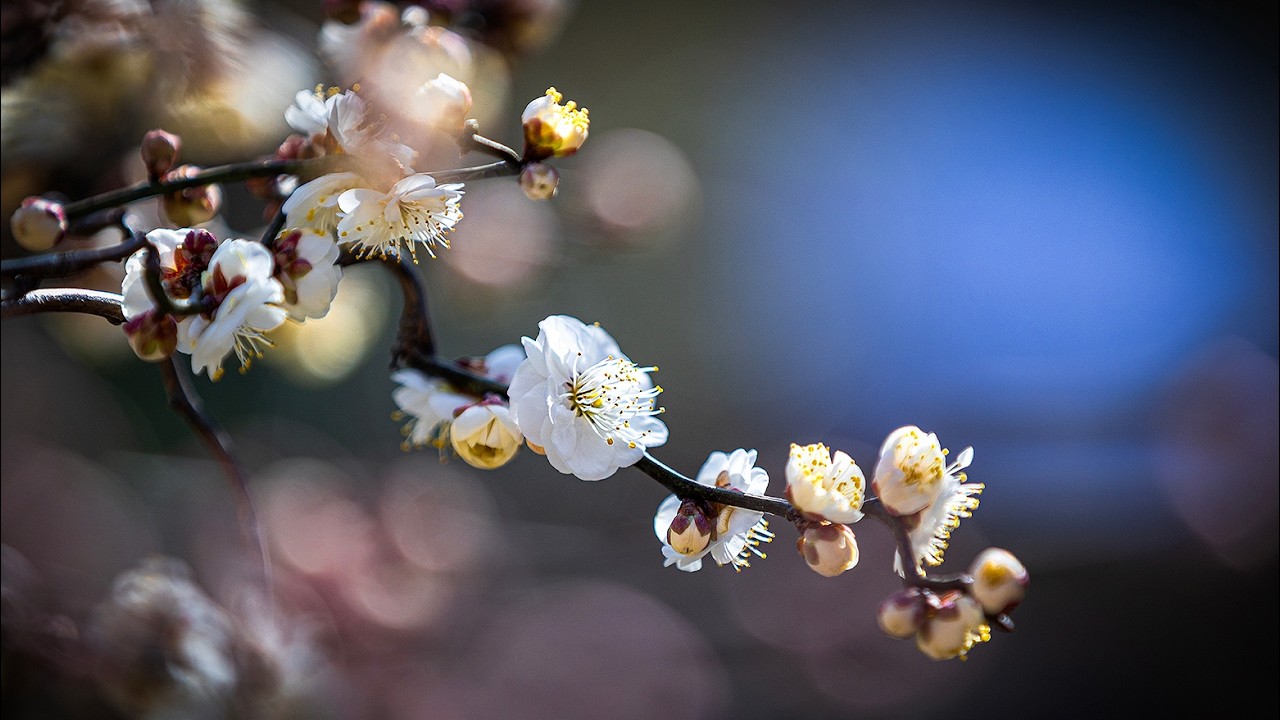봄의 전령사 매화