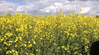 Surfing in a Yellow sea of Flowers