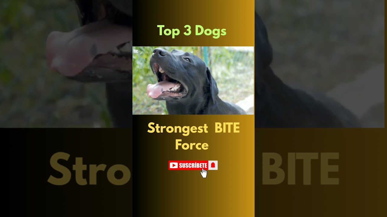 Top 3 Dogs with the strongest  Bite Force 