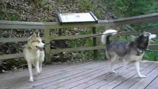 Shiloh and Shelby go on Vacation to Michigan Upper Peninsula! Siberian Husky