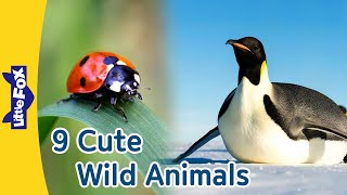 Cute Wild Animals | Ladybug, Giant Panda, Koala, Emperor Penguin, Sea Otter, Clown Fish, and More
