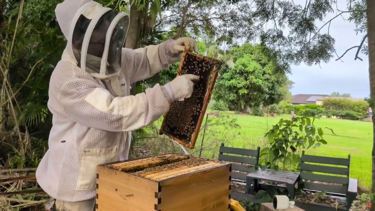 QUEEN BEE INTRODUCTION 