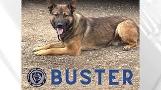 K9 Buster helps Casper police catch suspect after high-speed chase