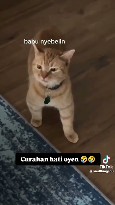 # luahan hati seekor oyen # oyen buat hal lagi