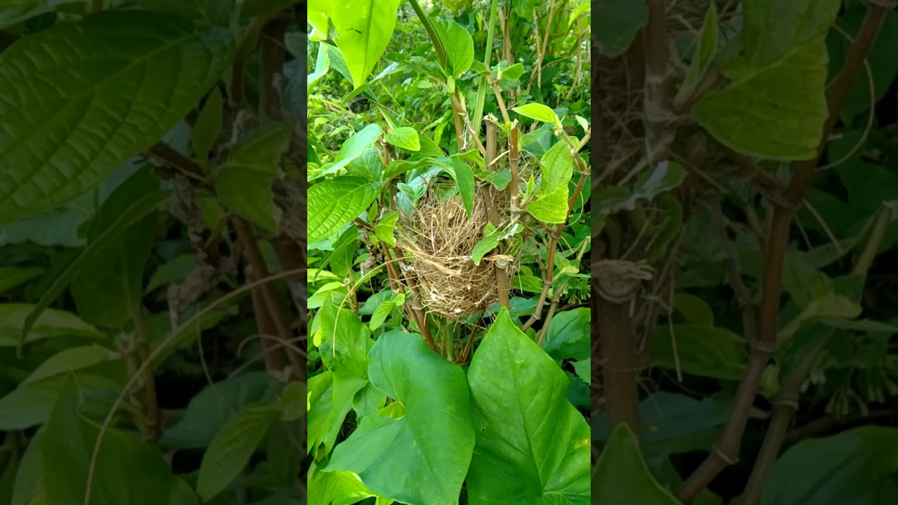 Cara ternak ciblek. Trik sukses ternak ciblak di lahan kebun. 