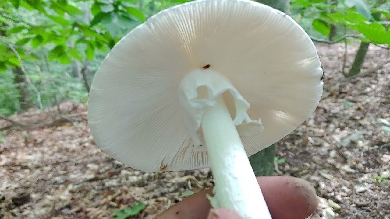 Rhode Island Amanita Series: Amanita amerivirosa