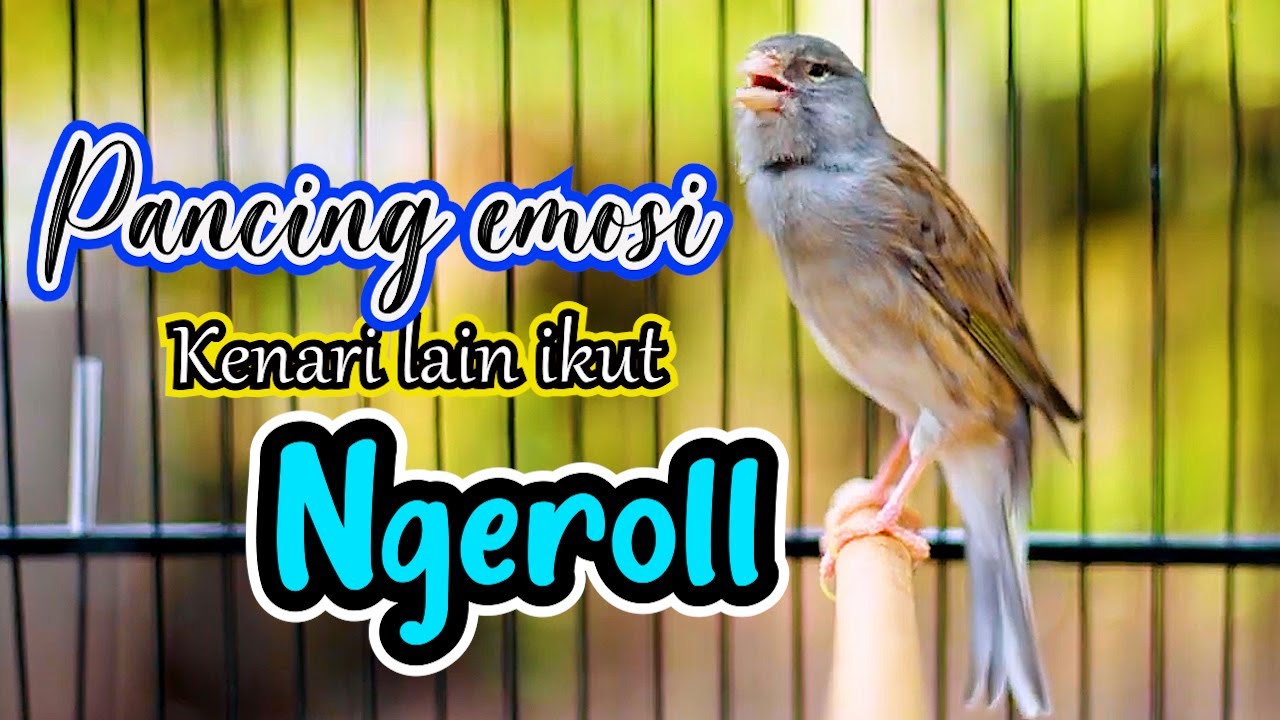 PANCINGAN KENARI NGEROL NEMBAK PANJANG, AMPUH BIKIN KENARI APAPUN IKUT EMOSI
