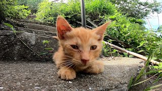 階段で寝ている子猫、後ろで暴れ回る子猫の兄弟達