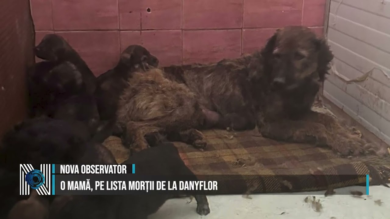 O MAMĂ, PE LISTA MORȚII DE LA DANYFLOR
