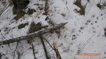 How to measure Tree Height with Hayden George - TreeStuff Community Expert Video